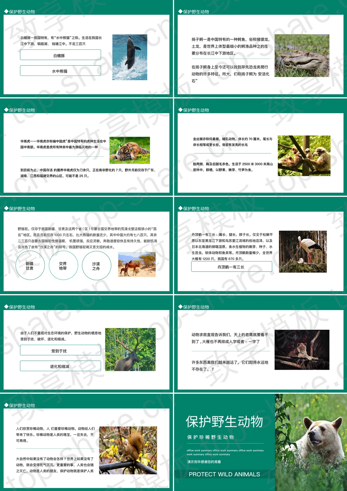 图片[2]-青色棕熊背景的保护野生动物PPT模板下载 - 致享TOP-SHARE-致享TOP-SHARE
