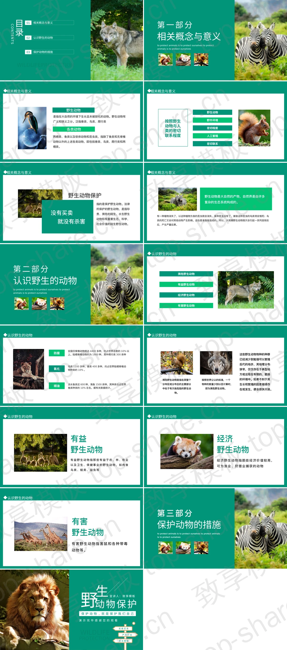 图片[2]-青色雄狮背景的野生动物保护PPT模板下载 - 致享TOP-SHARE-致享TOP-SHARE