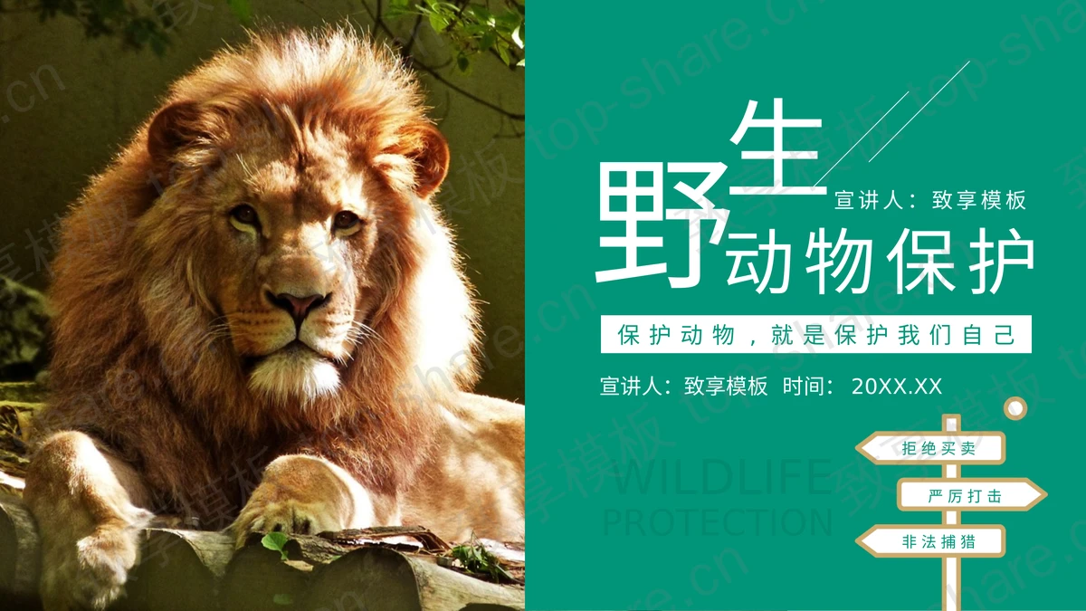 青色雄狮背景的野生动物保护PPT模板下载-致享TOP-SHARE