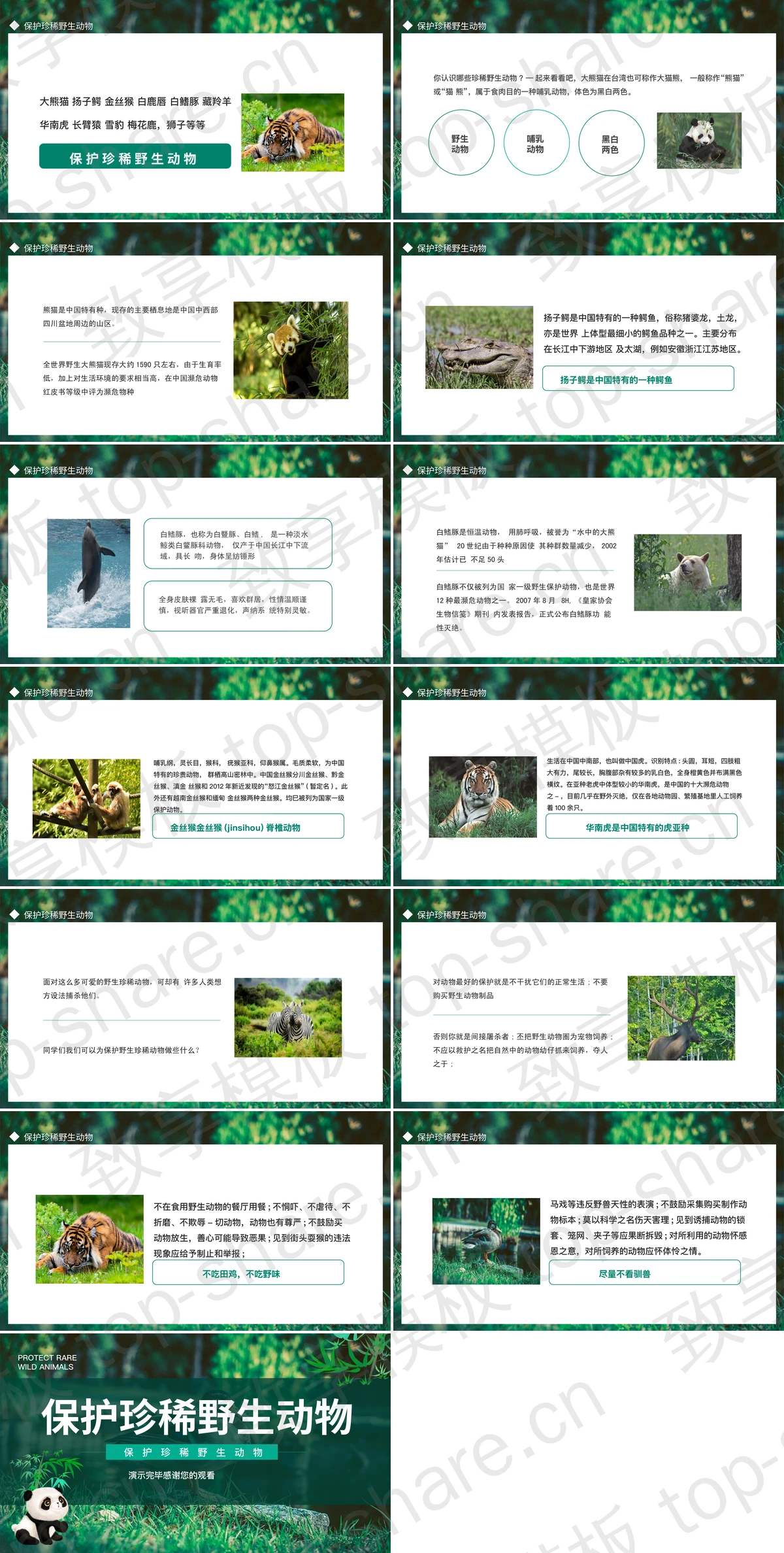 图片[2]-绿色熊猫背景的的保护珍稀野生动物PPT模板下载 - 致享TOP-SHARE-致享TOP-SHARE