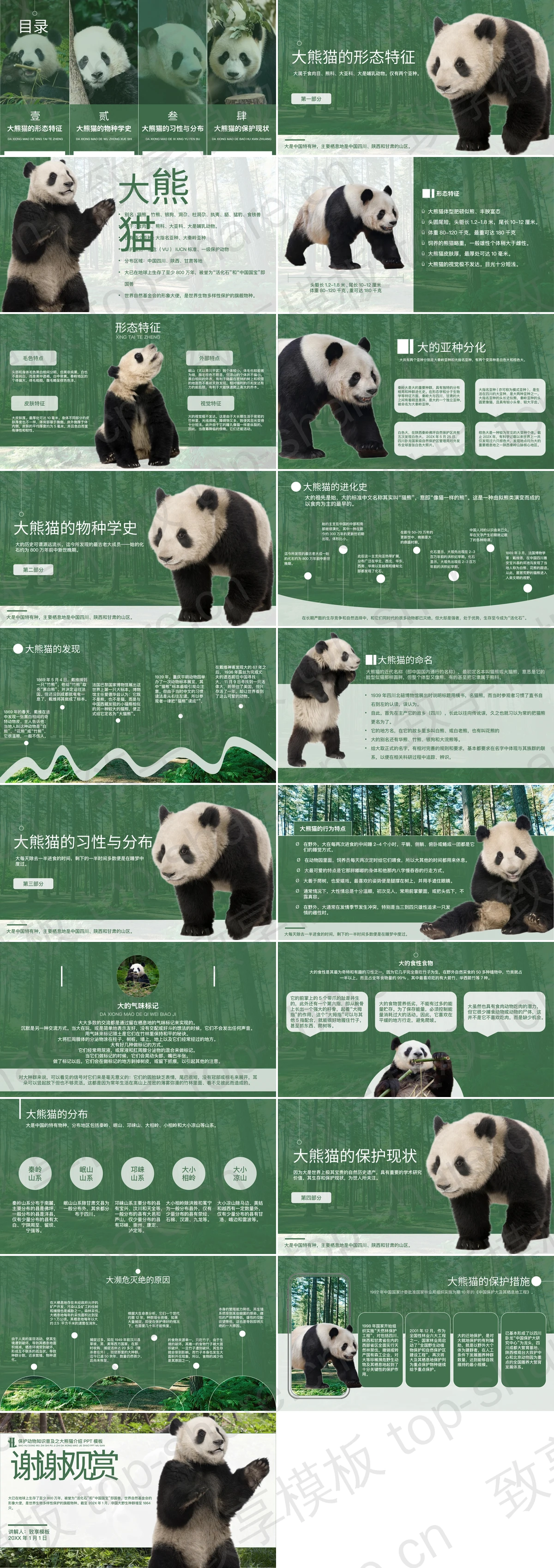 图片[2]-绿色保护动物知识普及之大熊猫介绍PPT模板下载 - 致享TOP-SHARE-致享TOP-SHARE
