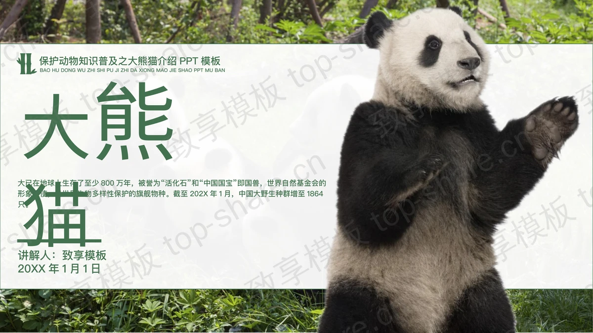 绿色保护动物知识普及之大熊猫介绍PPT模板下载-致享TOP-SHARE