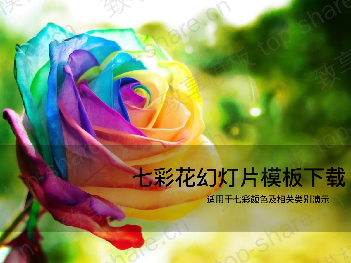 美丽的七彩玫瑰花PPT模板下载 - 致享TOP-SHARE-致享TOP-SHARE