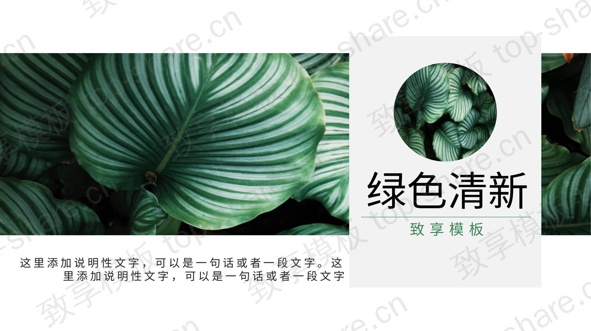 清新绿叶背景PPT模板免费下载-致享TOP-SHARE