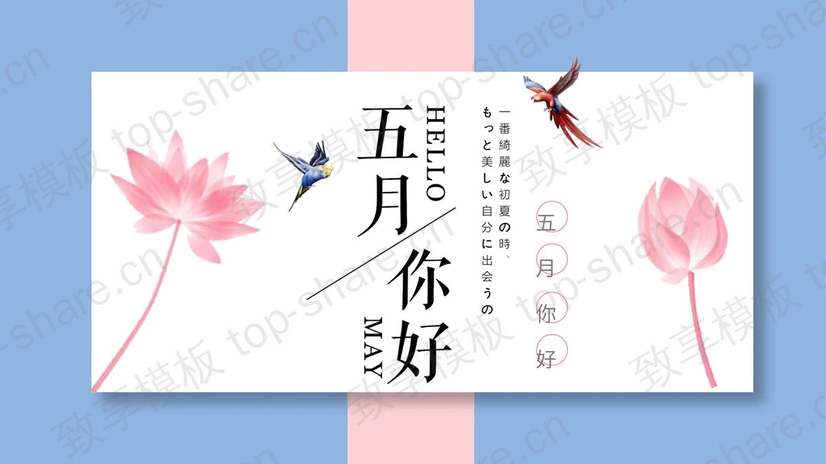 粉色荷花与飞鸟背景的五月你好PPT模板下载-致享TOP-SHARE