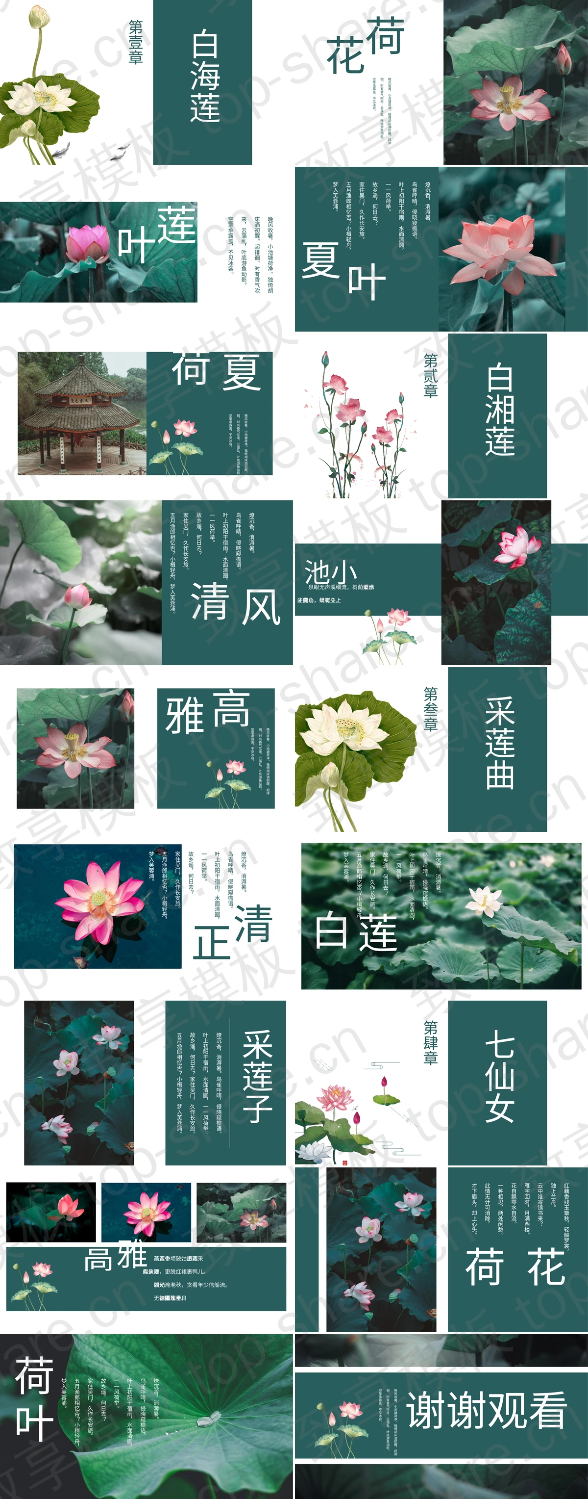 图片[2]-荷花照片背景的夏荷PPT模板下载 - 致享TOP-SHARE-致享TOP-SHARE