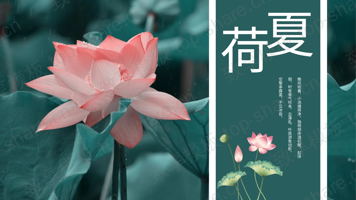 荷花照片背景的夏荷PPT模板下载-致享TOP-SHARE