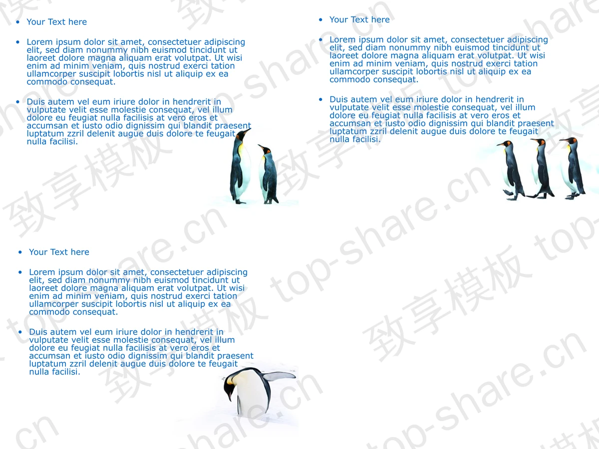 图片[2]-南极企鹅保护动物PPT模板 - 致享TOP-SHARE-致享TOP-SHARE