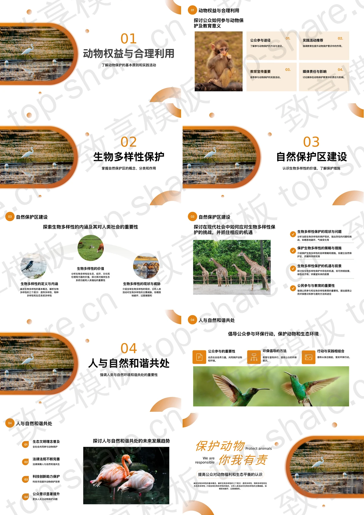图片[2]-橙色“保护动物你我有责”动物保护公益活动PPT模板下载 - 致享TOP-SHARE-致享TOP-SHARE