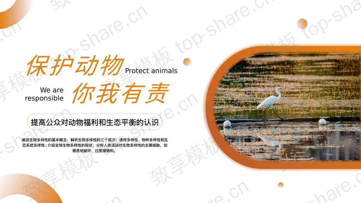 橙色“保护动物你我有责”动物保护公益活动PPT模板下载-致享TOP-SHARE